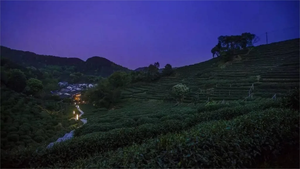 Does West Lake Longjing Green Tea Have Nightshade