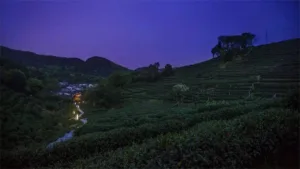 Does West Lake Longjing Green Tea Have Nightshade