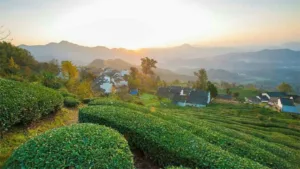 Where is the Highest Quality Chinese Green Tea Grown