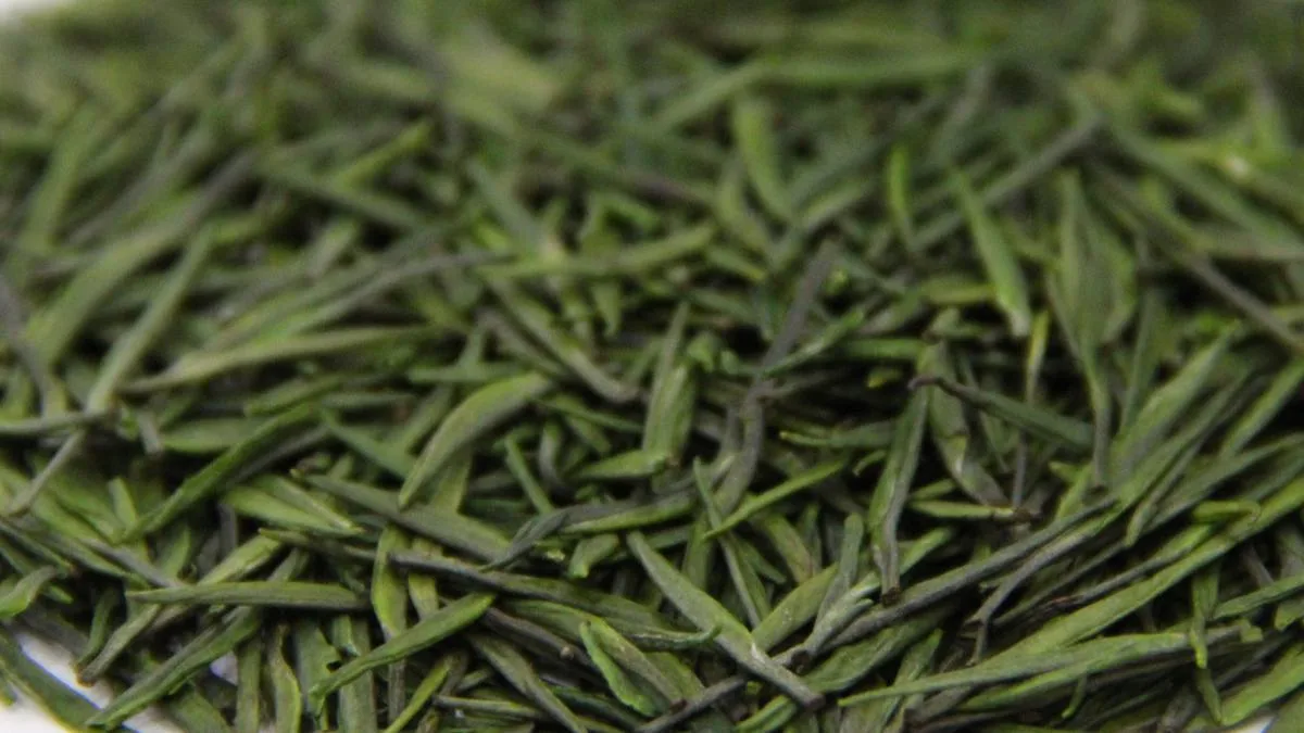 Jinshan cuiya tea details