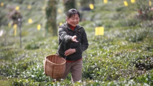 Are Pesticides Used on Chinese Tea