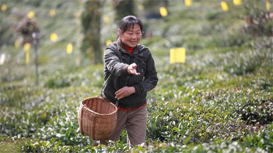 Are Pesticides Used on Chinese Tea