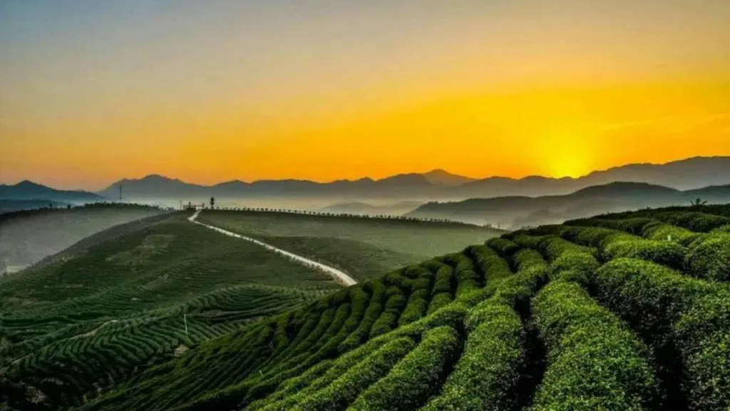 What is the most expensive Chinese tea?