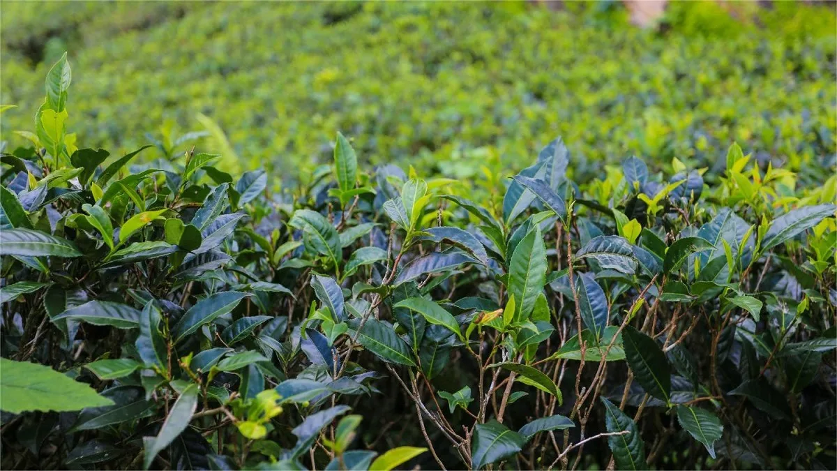 What Is Black Tea Made Of Chinese Tea Pedia