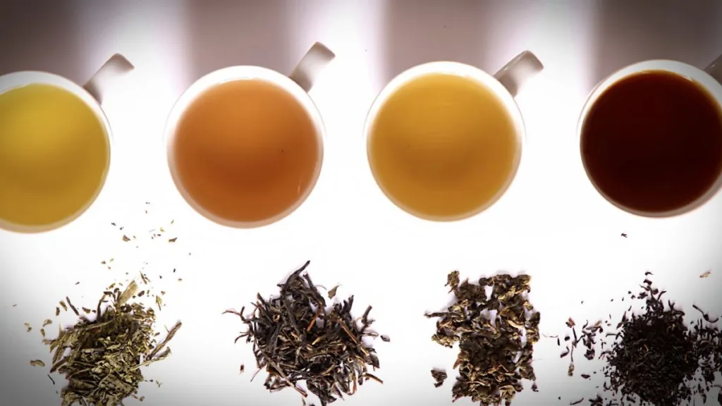 What’s the difference between white green and black tea?